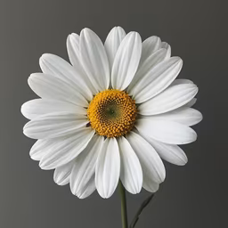 Daisy Delight Daisy Delight