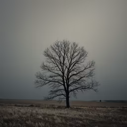 Winter Solitude Winter Solitude
