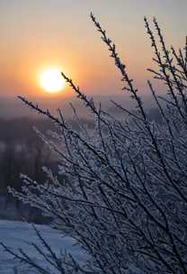 Winter's Embrace