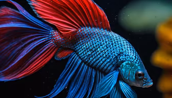 Betta Brilliance Betta Brilliance