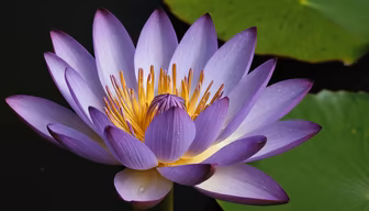 Water Lily Bloom