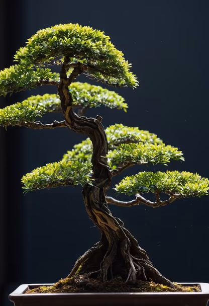 Bonsai Serenity