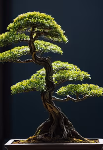 Bonsai Serenity Bonsai Serenity