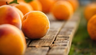 Fresh Apricots Fresh Apricots