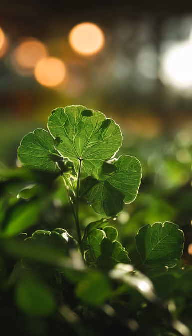 Green Serenity Green Serenity