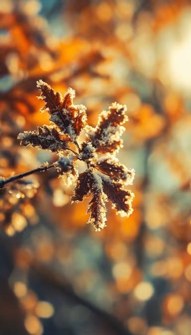 Frosty Autumn Frosty Autumn