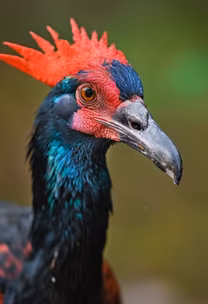 Helmeted Guineafowl Helmeted Guineafowl