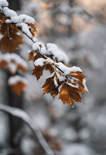 Winter's Touch Winter's Touch