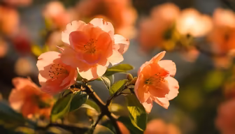 Delicate Blossoms Delicate Blossoms