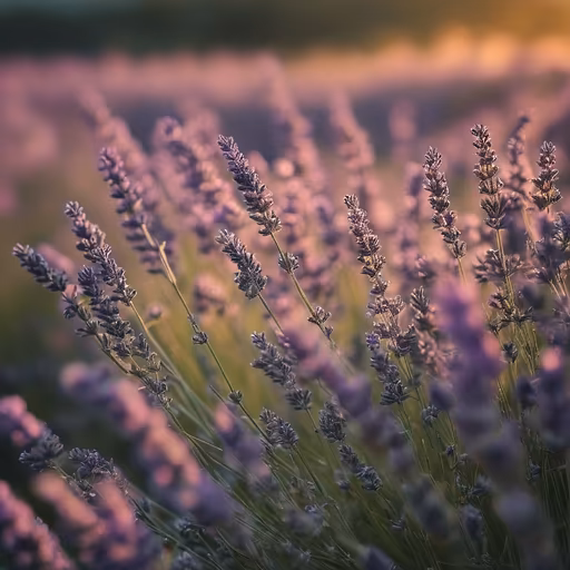 Lavender Dreams