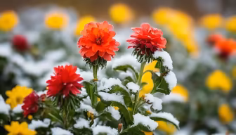Winter's Kiss