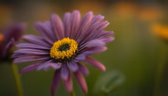Purple Daisy