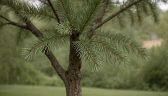 Evergreen Beauty Evergreen Beauty