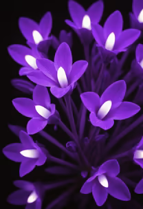 Violet Bloom