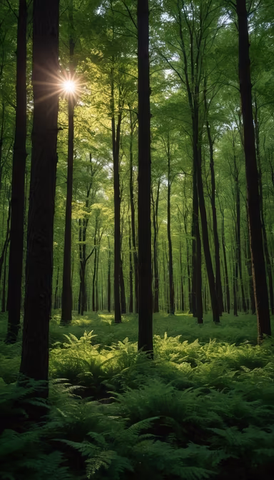 Forest Sunlight