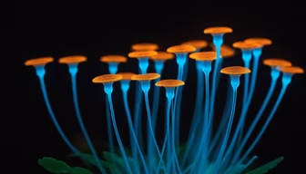 Glowing Garden Glowing Garden