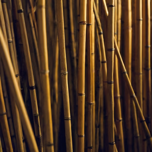Bamboo Forest