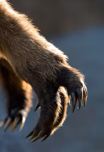 Grizzly Claws