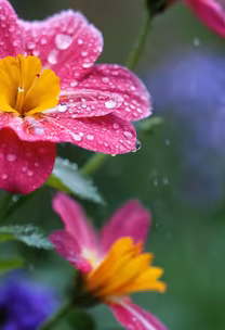 Rainy Day Blooms