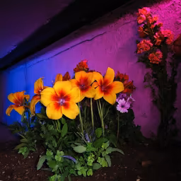 Urban Bloom Urban Bloom