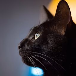Midnight Majesty Midnight Majesty