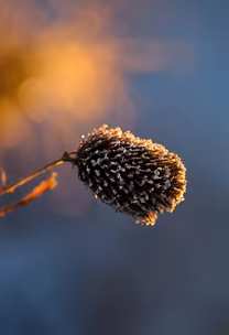 Winter's Touch