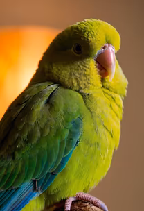 Green Parrot