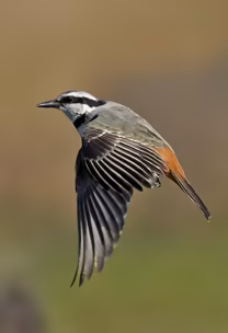 Soaring Free Soaring Free