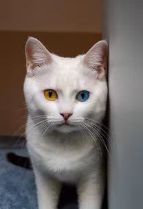 Mystic Gaze