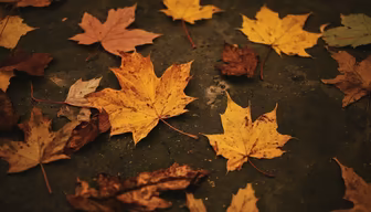 Autumn's Embrace Autumn's Embrace