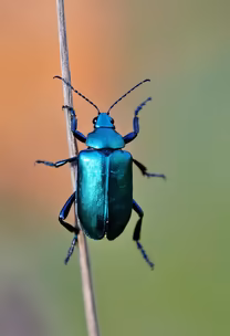 Beetle on a Twig