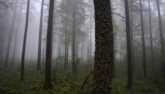 Into the Woods