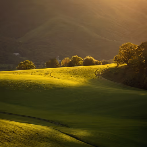 Golden Fields