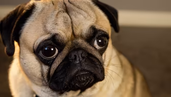 Pug Life Pug Life