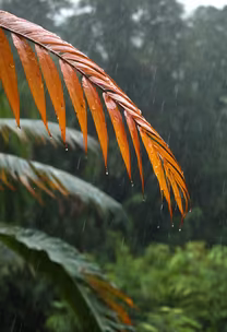Rainy Day Vibes Rainy Day Vibes
