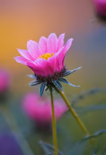 Pink Bloom