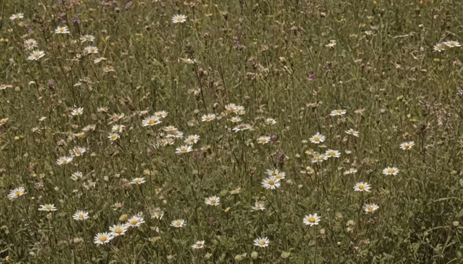 Daisy Meadow
