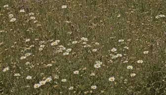 Daisy Meadow