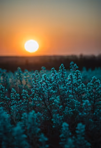 Golden Hour Bloom Golden Hour Bloom