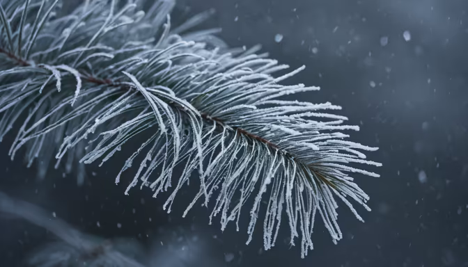 Winter's Touch
