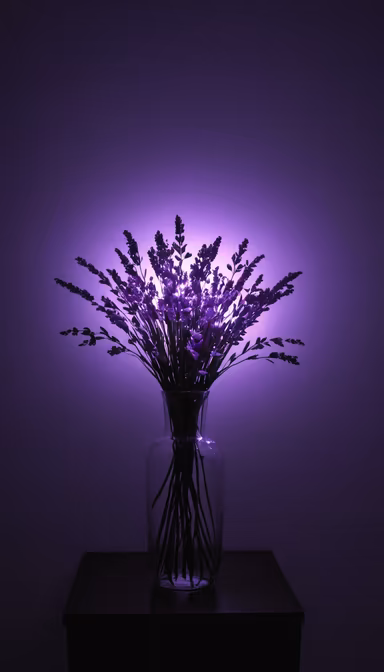 Lavender Dreams Lavender Dreams