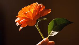 Orange Blossom Orange Blossom