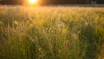 Golden Meadow