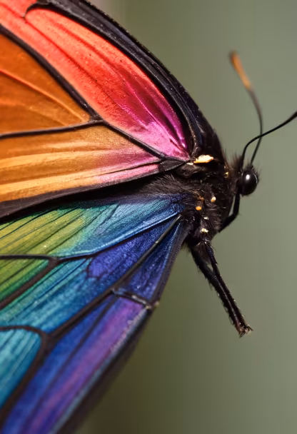 Rainbow Wings