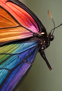 Rainbow Wings Rainbow Wings