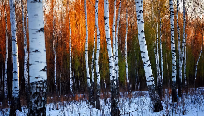 Winter Birch
