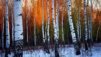 Winter Birch