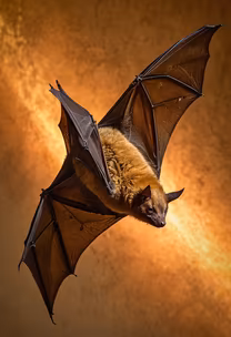Creatures of the Night