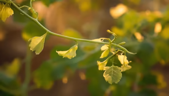 Vineyard Dreams Vineyard Dreams
