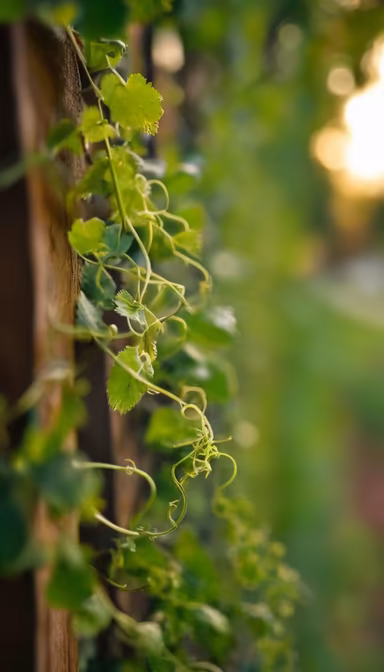 Vineyard Charm